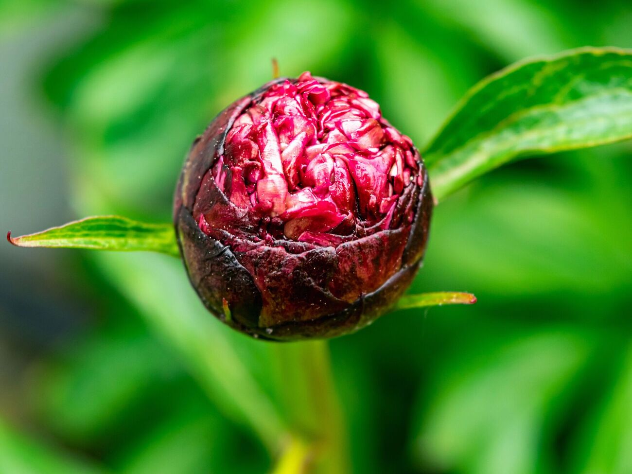 Пионы нужно подкармливать с начала появления побегов