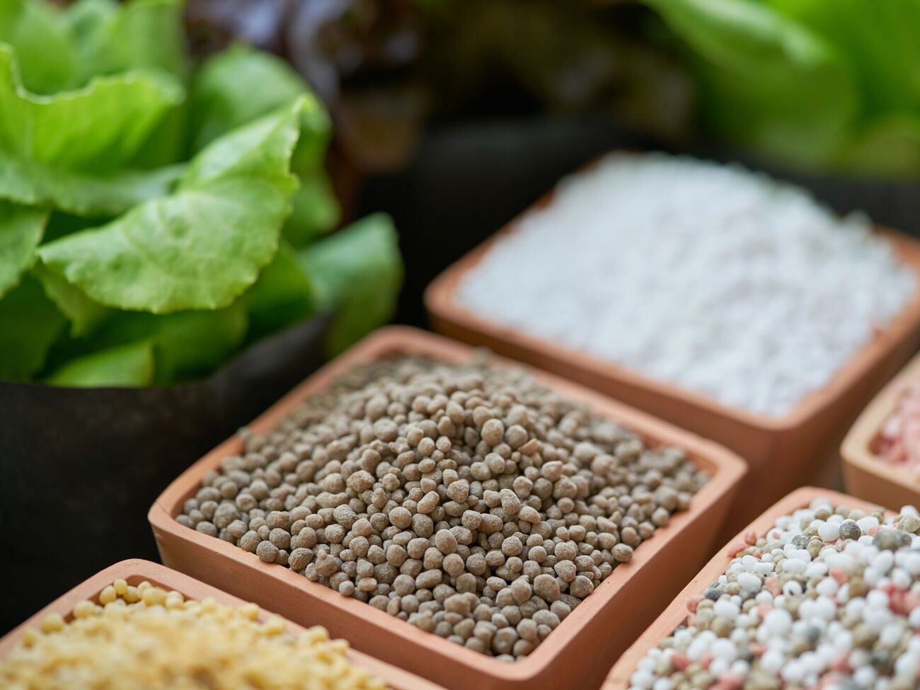 Под разные растения вносят разные формулы удобрений