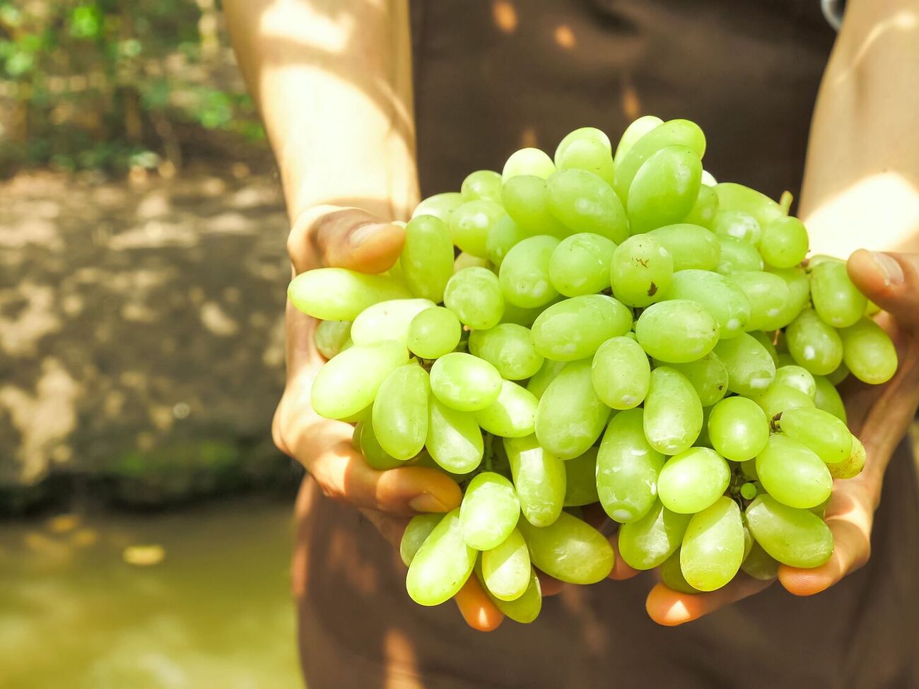 В теплицах вырастает более сладкий виноград