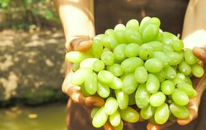 В теплицах вырастает более сладкий виноград