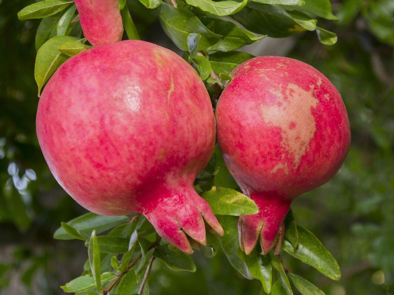 При правильной агротехнике гранат может расти в Украине