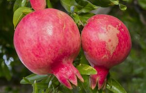 При правильной агротехнике гранат может расти в Украине