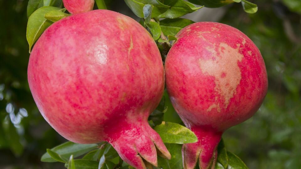 При правильной агротехнике гранат может расти в Украине