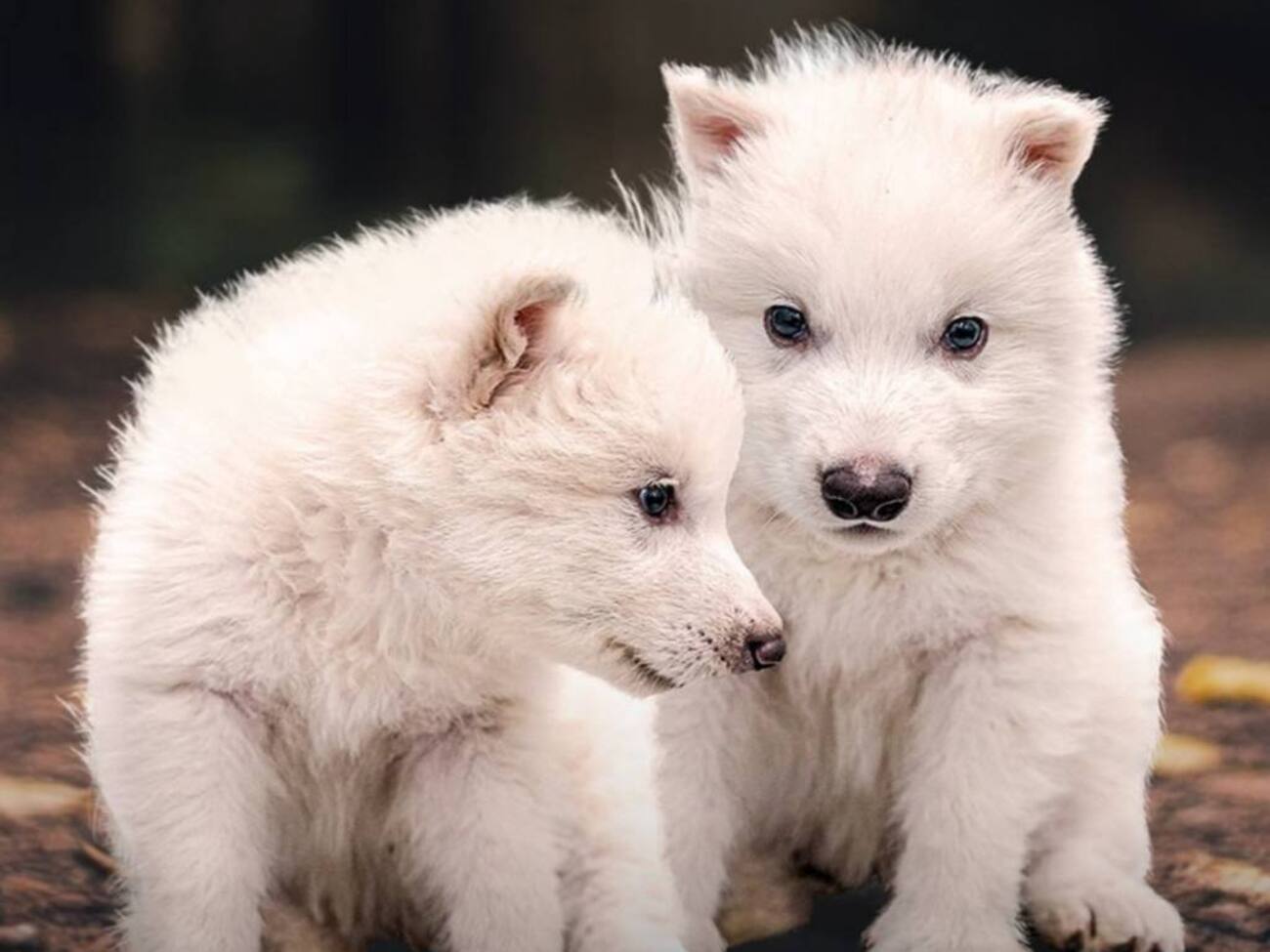 Вовченята з'явилися на світ від сурогатних матерів – домашніх собак