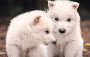 Волчата появились на свет от суррогатных матерей – домашних собак