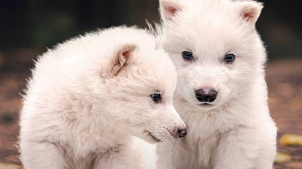 Волчата появились на свет от суррогатных матерей – домашних собак