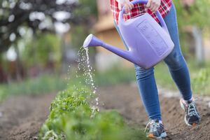 Томати потребують достатньої кількості води, але не надмірної