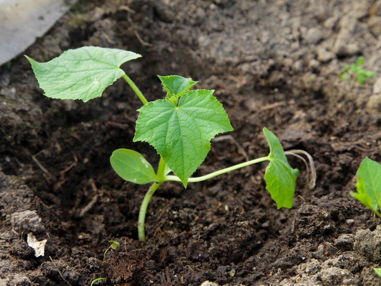 Семена огурцов перед посадкой нужно замачивать в течение двух часов