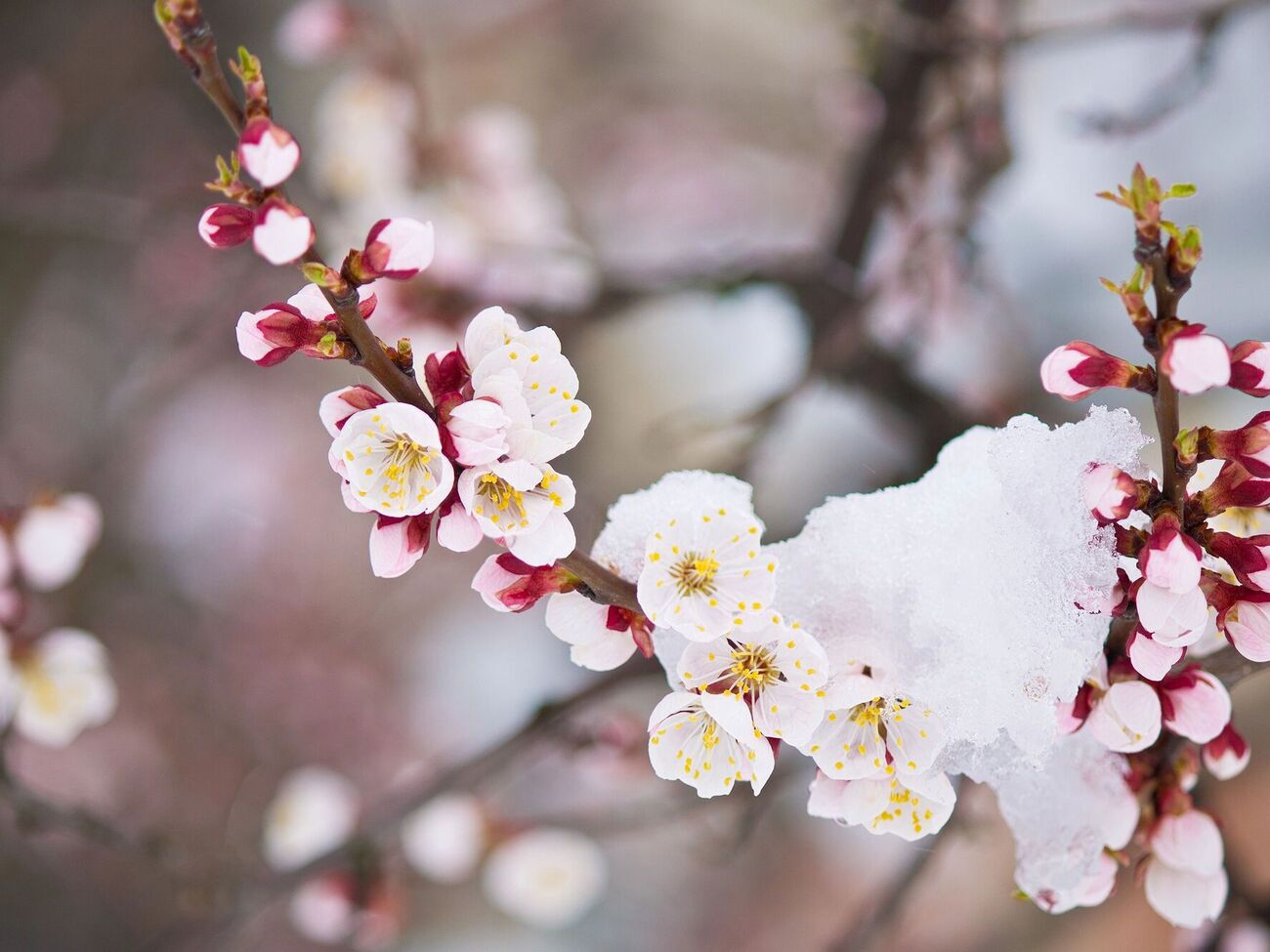 Возможно сохранить часть урожая косточковых с помощью препаратов