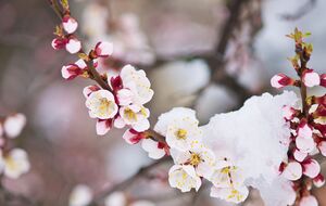 Возможно сохранить часть урожая косточковых с помощью препаратов