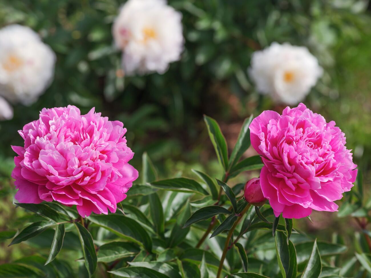 Благодаря этому удобрению цветы будут иметь яркий цвет