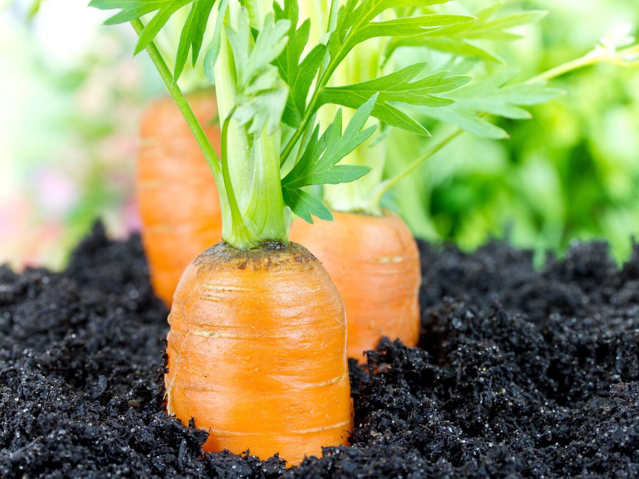 Если морковь не прореживать, она вырастет кривой
