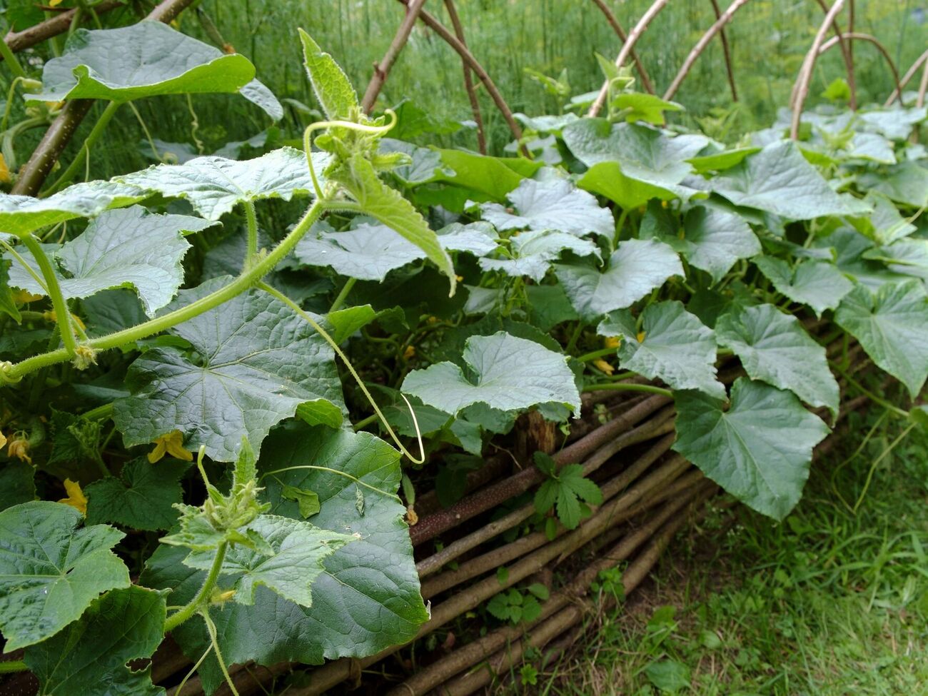 Оброблення бурштиновою кислотою краще проводити вранці, коли є роса