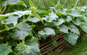 Оброблення бурштиновою кислотою краще проводити вранці, коли є роса