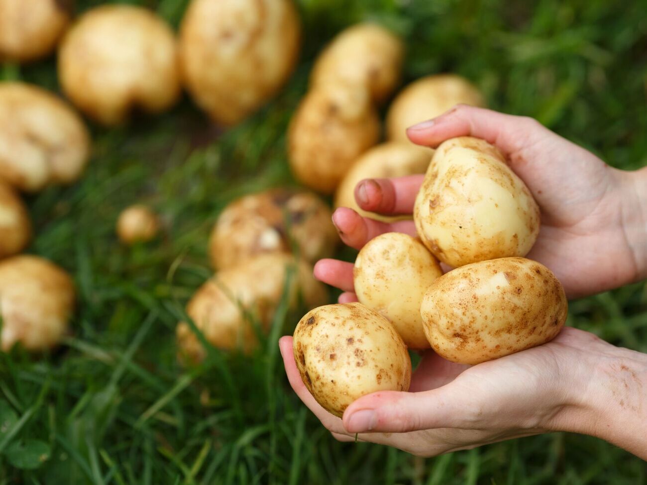 Украинские огородники научились собирать по два урожая картофеля за сезон