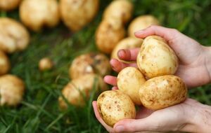 Украинские огородники научились собирать по два урожая картофеля за сезон