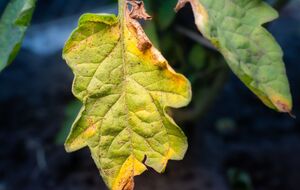 Розвитку фітофтори можна завадити народним методом