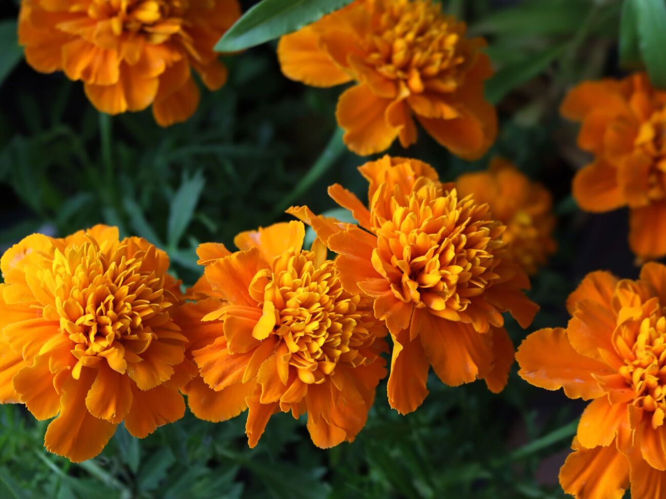 Чорнобривці мають яскраво виражений аромат