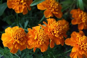 Бархатцы имеют ярко выраженный аромат