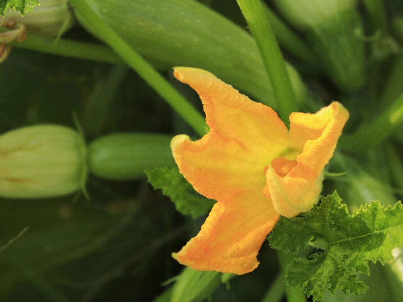 Устойчивые к жаре сорта кабачков также имеют приятный вкус