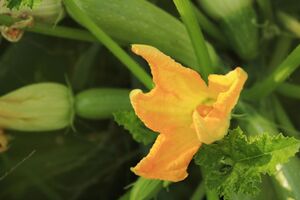 Устойчивые к жаре сорта кабачков также имеют приятный вкус