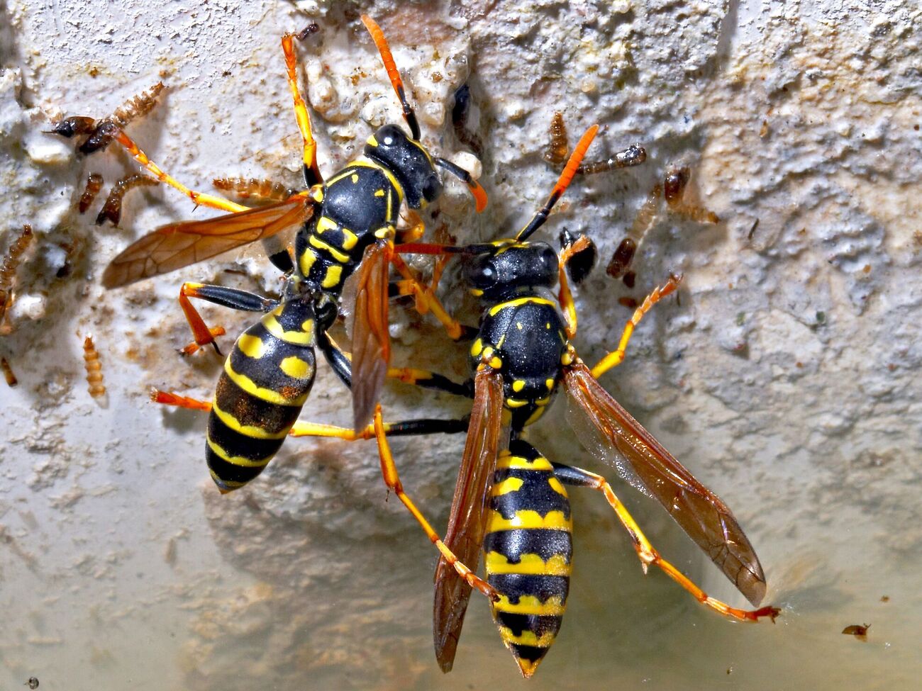 Против ос есть несколько действенных способов