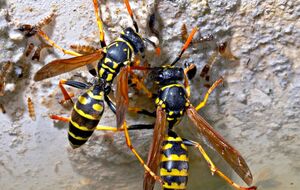 Против ос есть несколько действенных способов