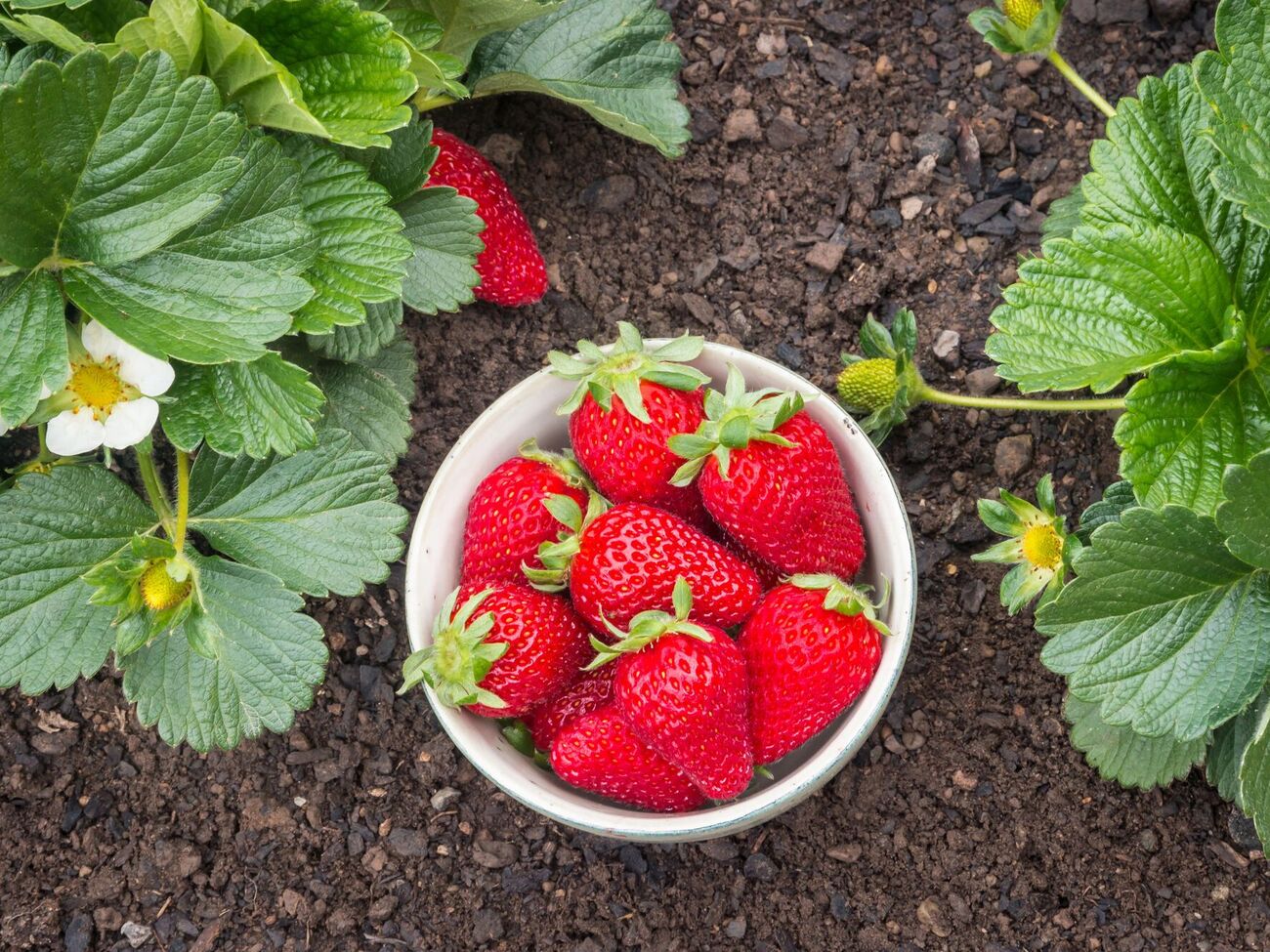 Чтобы сделать собственное калийное удобрение для клубники, вам понадобятся одуванчики, банановая кожура и 15 л воды