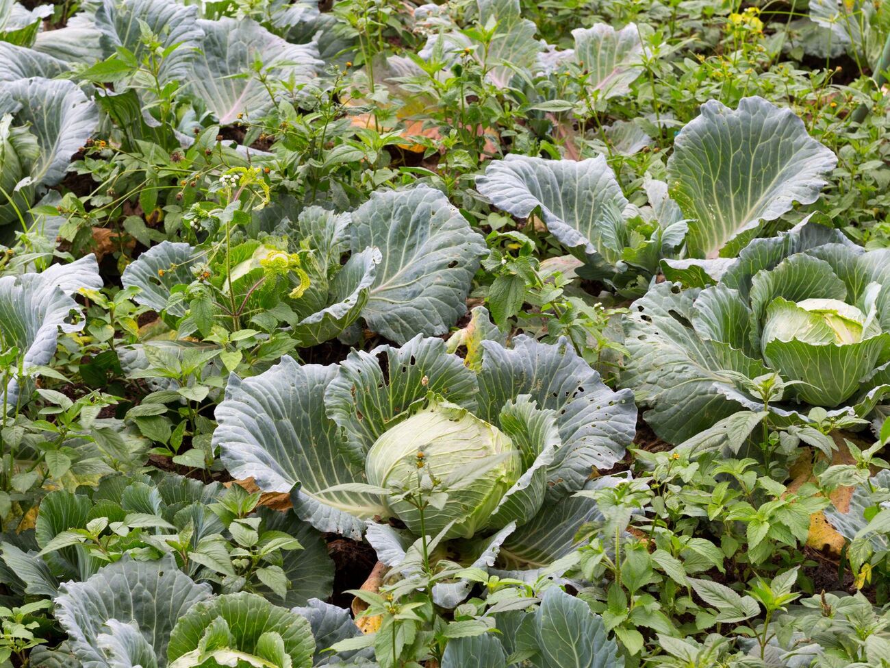 При правильном соседстве вкус капусты улучшится