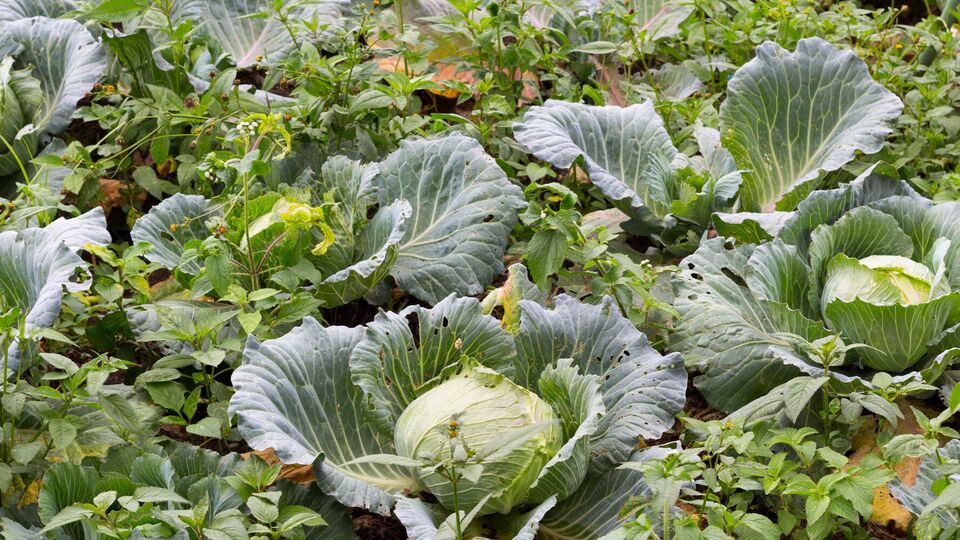 При правильном соседстве вкус капусты улучшится