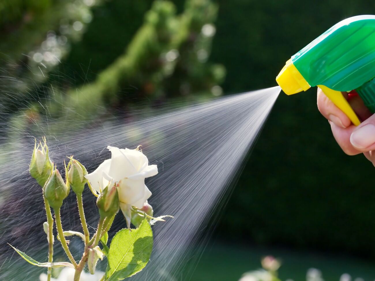 Використовувати фунгіциди для оброблення троянд можна протягом сезону