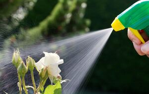 Использовать фунгициды для обработки роз можно в течение сезона