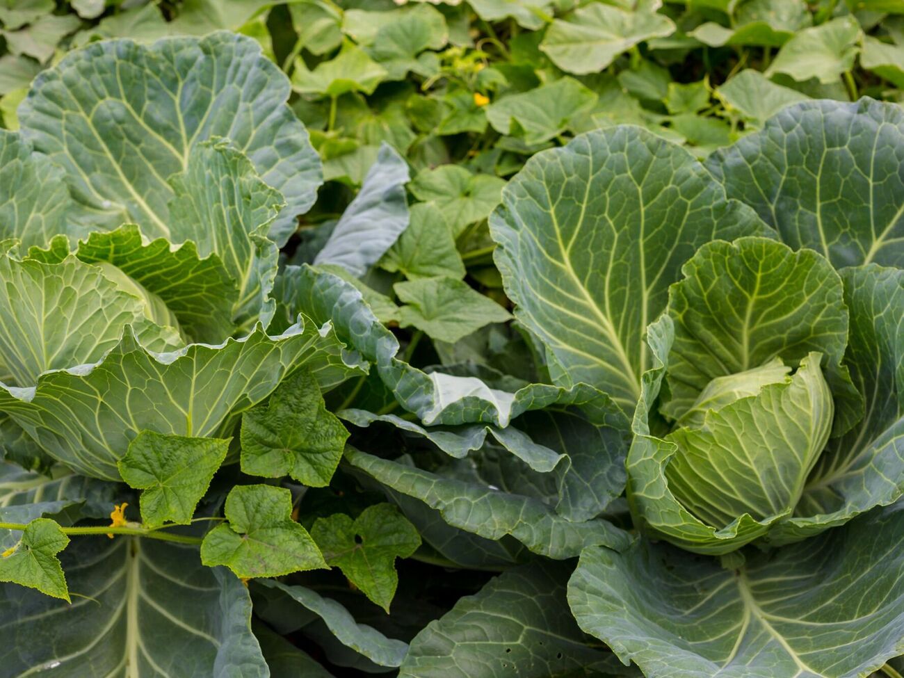 Поряд із капустою варто висаджувати часник і цибулю