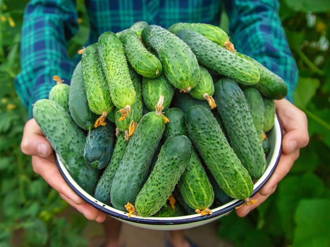 Огурцы, которые назвали огородники, неприхотливы в уходе