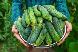 Огірки, які назвали городники, невибагливі в догляді