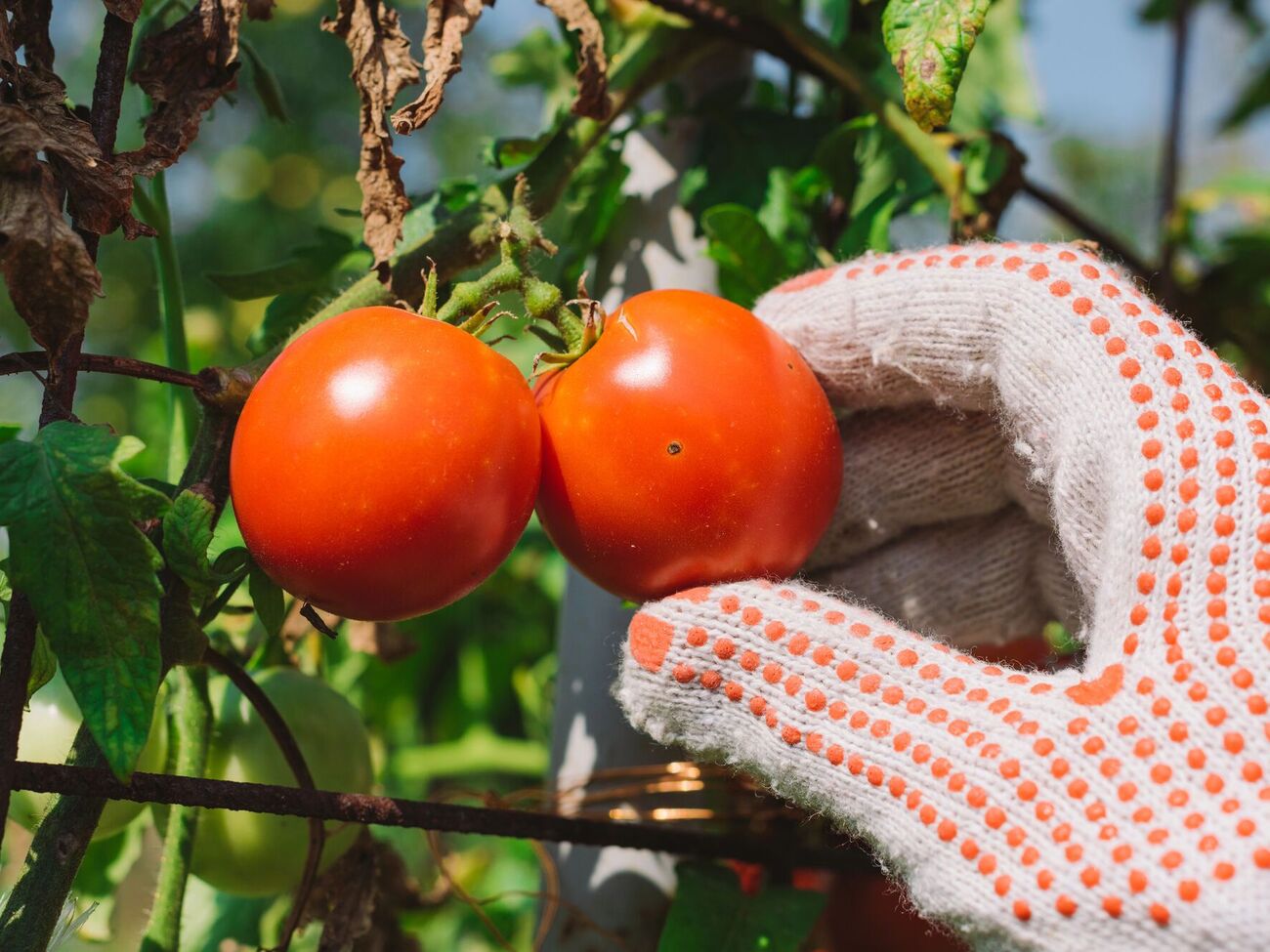 Раствор из золы в том числе подходит для подкормки томатов