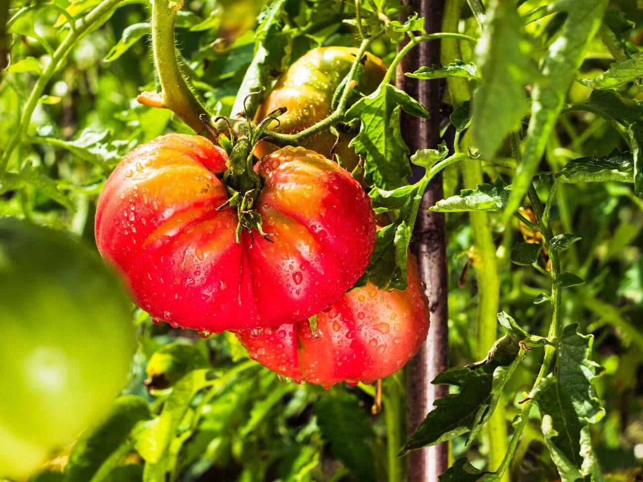 Чтобы вырастить крупные плоды помидоров, следует прислушаться к советам огородников