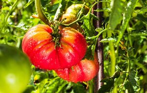 Щоб виростити великі плоди помідорів, варто прислухатися до порад городників