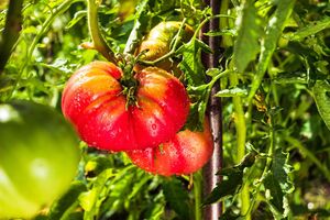 Щоб виростити великі плоди помідорів, варто прислухатися до порад городників