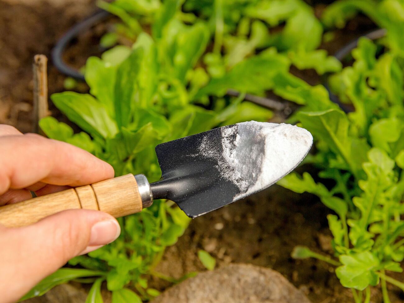 Обычная сода для сада и огорода обладает множеством полезных свойств