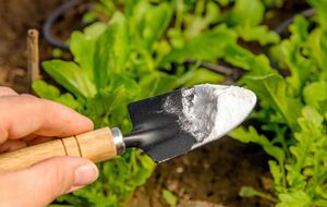 Звичайна сода для саду й городу має безліч корисних властивостей