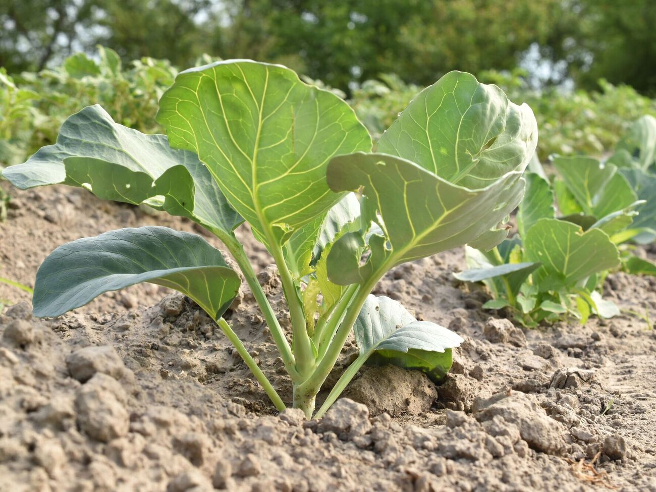 Важно следить, чтобы на огороде с капустой не росли сорняки, так как они влияют на качество урожая