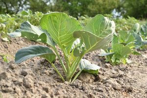 Важно следить, чтобы на огороде с капустой не росли сорняки, так как они влияют на качество урожая