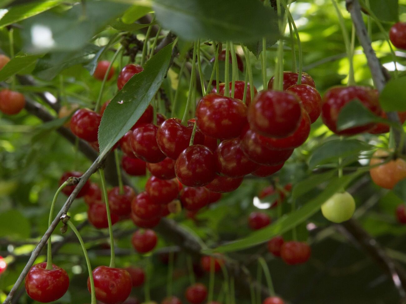 Обработку от вишневой мухи нужно проводить в период роста плодов