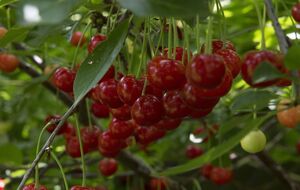 Обработку от вишневой мухи нужно проводить в период роста плодов