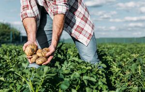 "Урожай поб'є рекорди". Названо сорти картоплі, які потрібно посадити у травні