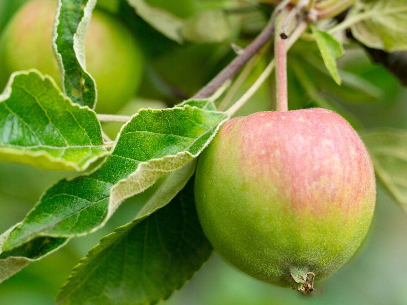 Для подкормки сада можно использовать птичий помет