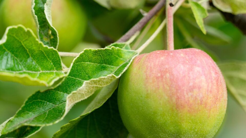 Для подкормки сада можно использовать птичий помет