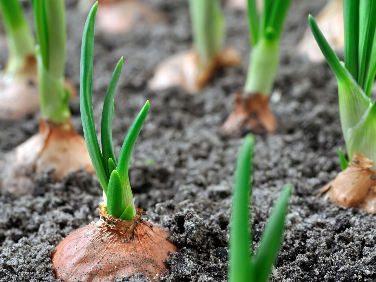 Надо создать комфортные условия для лука