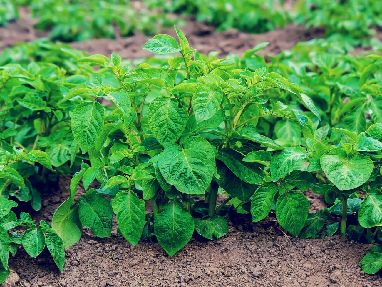 Бархатцы, посаженные возле картофеля, отпугивают вредителей и улучшают землю